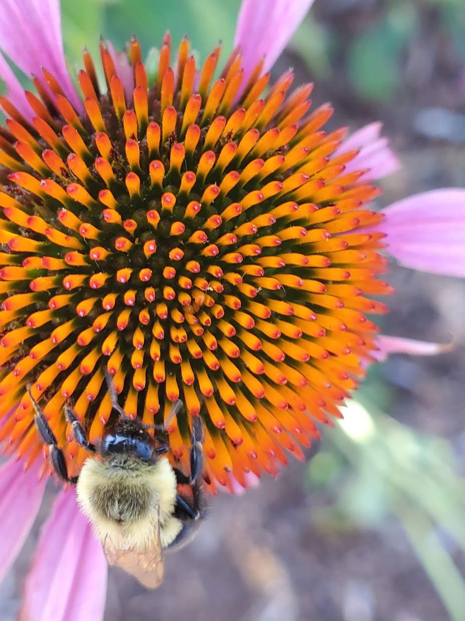 Native Plants for Native Bees Gardens by Ruth